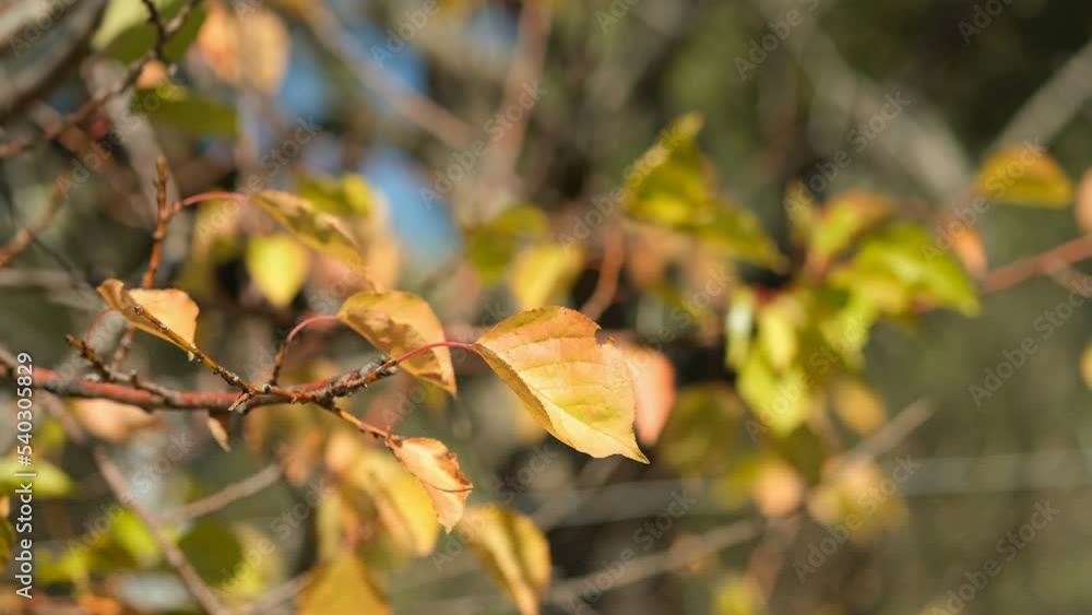 Autumnal colored tree branch leaves moving on wind blow,seasonal nature view