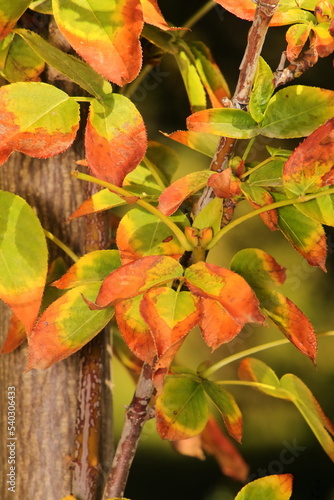 Leafs gettng red photo