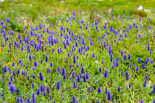 Beautiful violet color blooming lupine flowers on green blurred background. Spring and summer flowers.