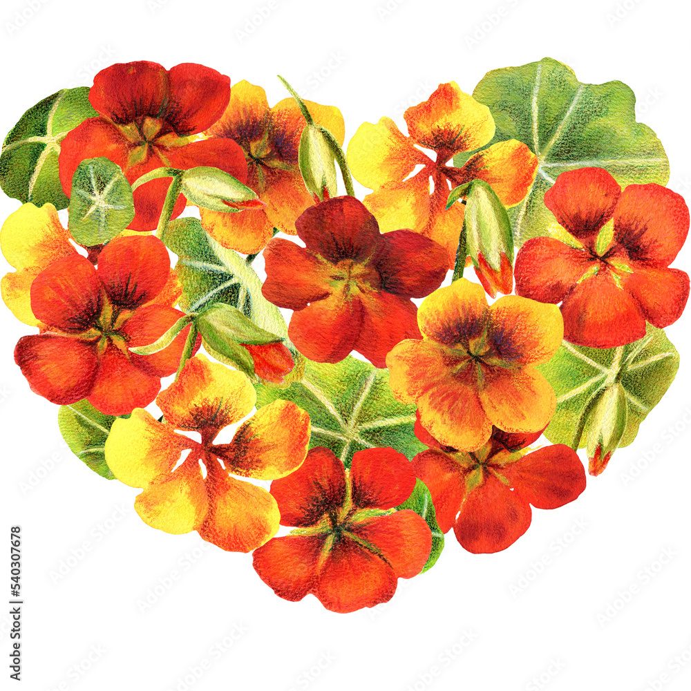 Watercolor illustration, nasturtium heart. Watercolor illustration, nasturtium heart.