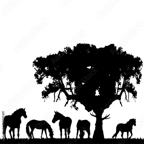 Horses Silhouette 