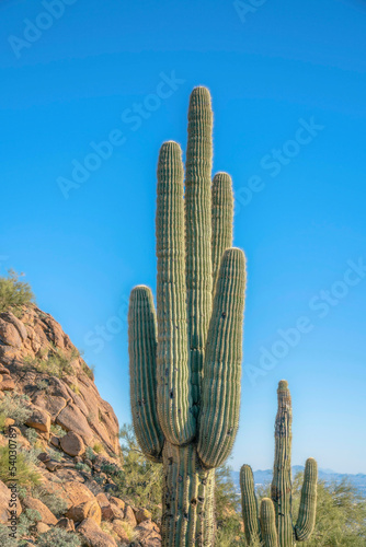Phoenix, Arizona- Saguaro cacti view from the hiking trail at Camelback Mountain