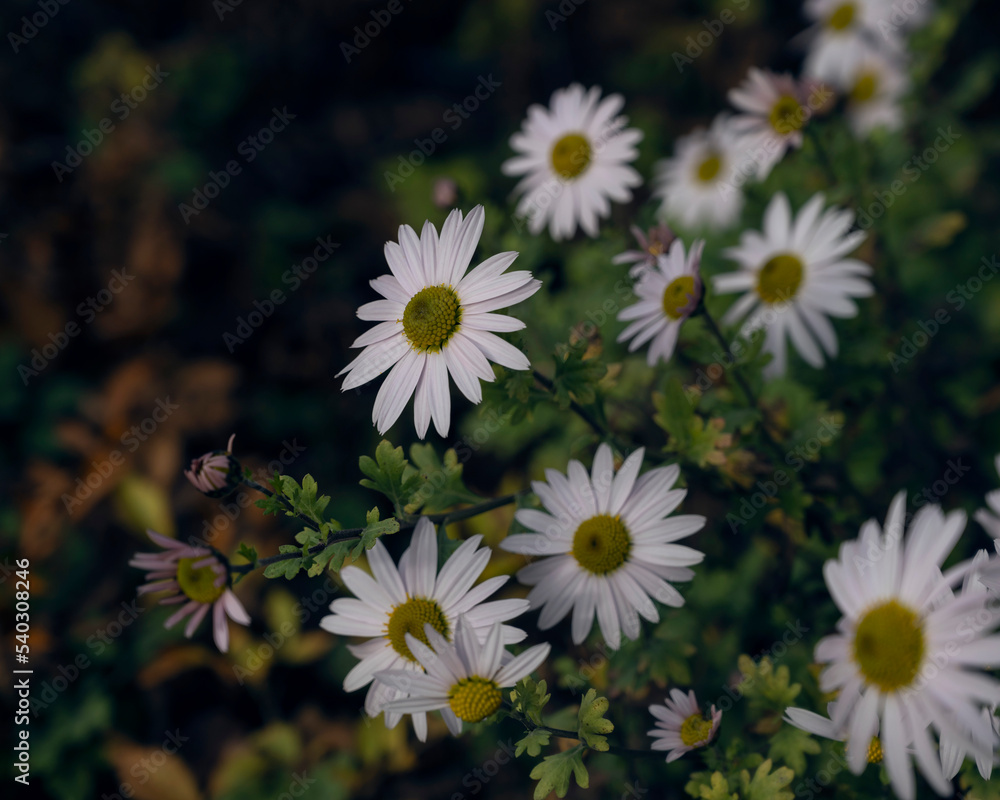 Obraz premium white daisies in a garden