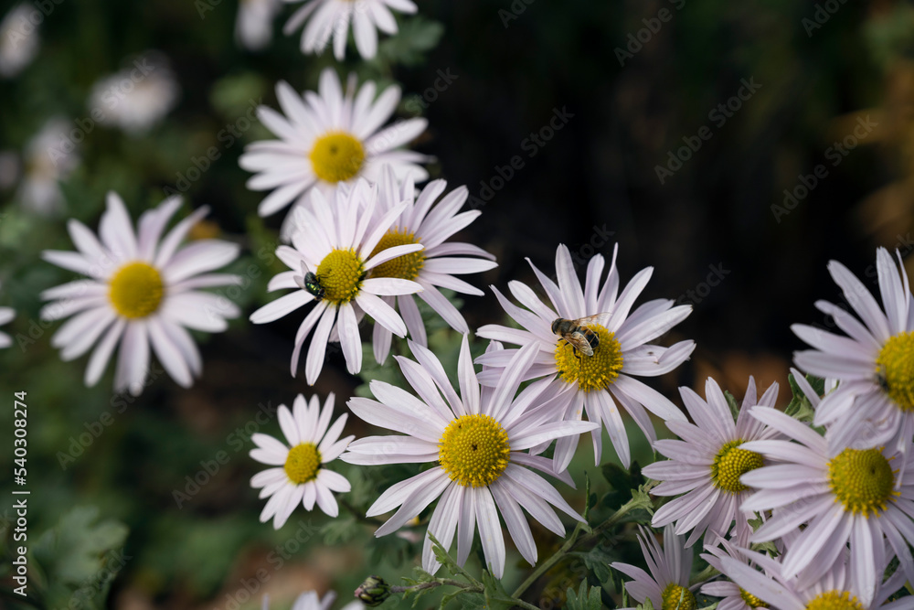 white daisies in the garden