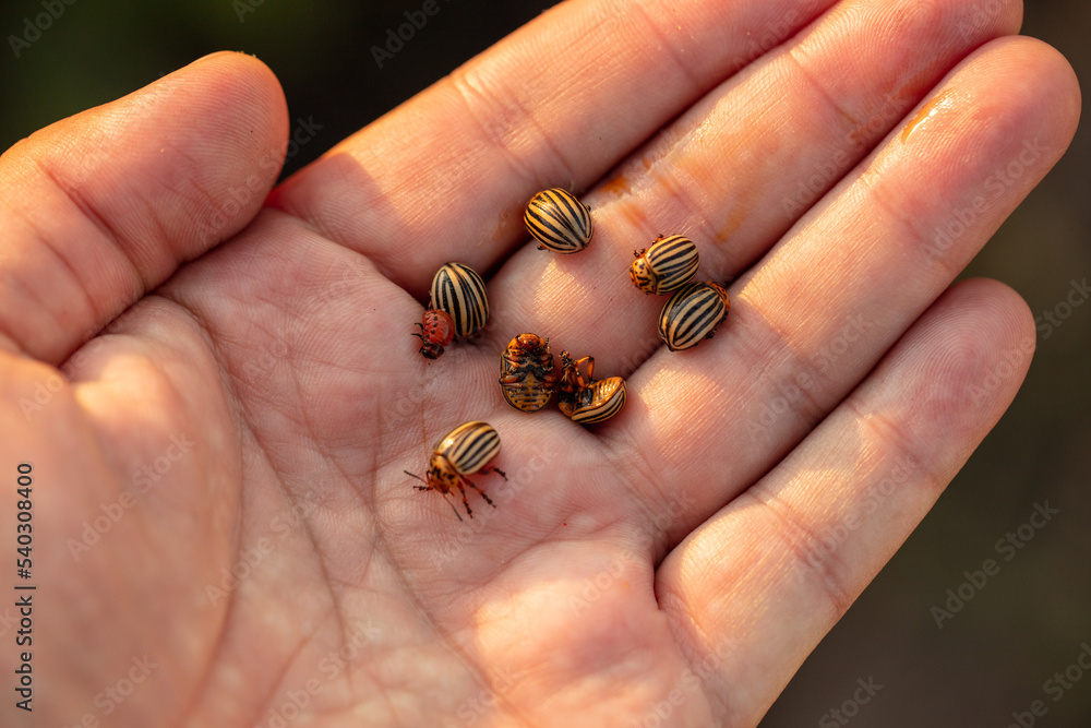 Obraz premium Colorado potato beetles on hand.