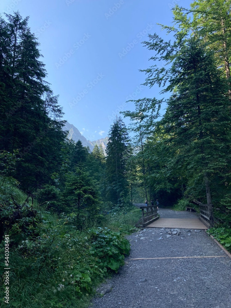 Obraz premium Sunny summer hiking path in the mountains. Rocky Mountain in the summer with trees and forest. Walking in the mountains and forest with blue sky. Summer travel hiking in Europe. 
