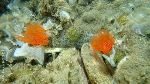 Polychaeta Smooth tubeworm or red-spotted horseshoe (Protula tubularia) undersea, Aegean Sea, Greece, Halkidiki
 photo