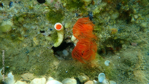 Polychaeta Smooth tubeworm or red-spotted horseshoe (Protula tubularia) undersea, Aegean Sea, Greece, Halkidiki
 photo