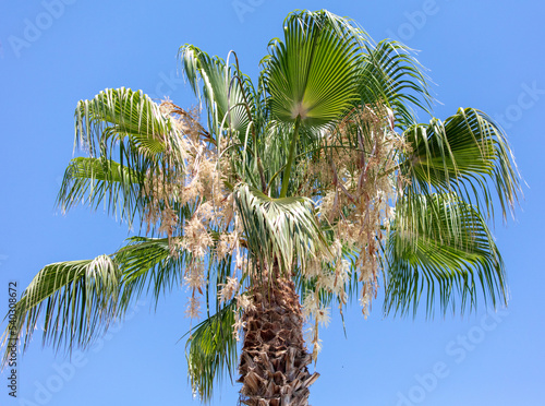 Palm tree against the blue sky.