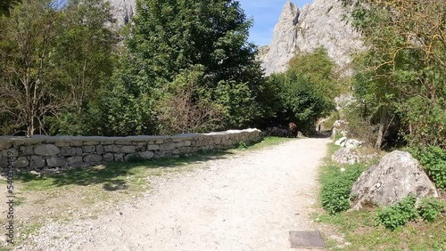 a dirt road leaving Bulnes village, municipality of Cabrales, Picos de Europa, Asturias, Spain photo