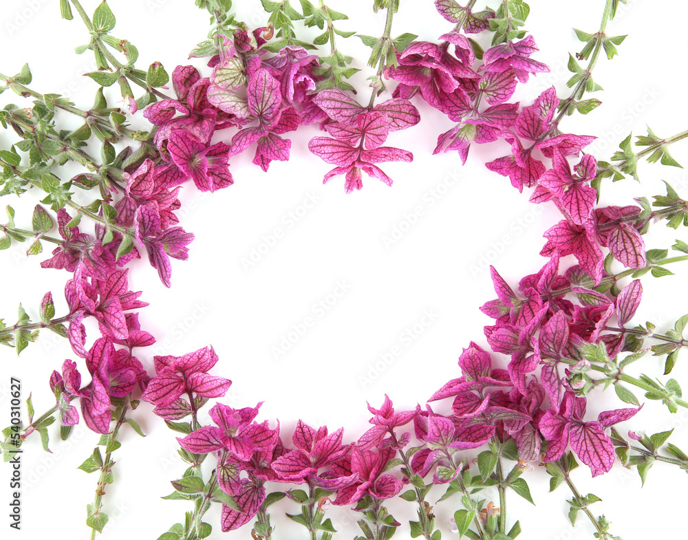 Salvia horminum flowers isolated on white background. Pink Salvia horminum, Pink Sunday, Annual Sage. Salvia horminum flowers isolated on white background. Pink Salvia horminum, Pink Sunday, Annual Sage.