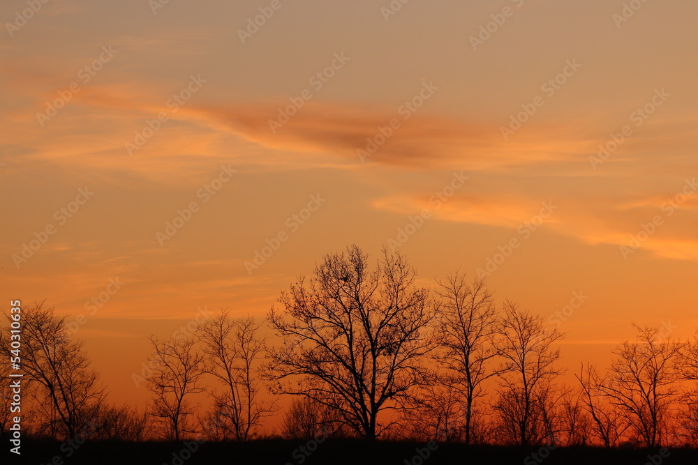 silhouette di alberi in inverno al tramonto