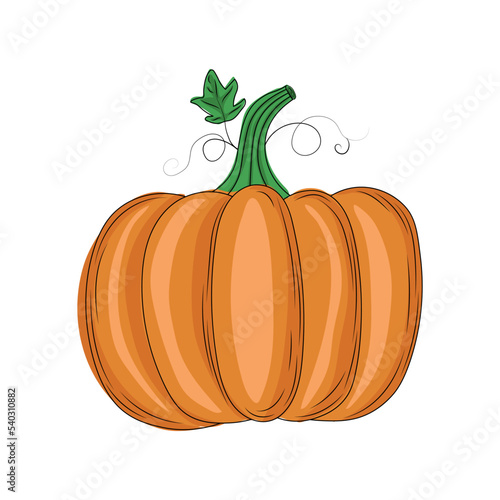 colored pumpkin in cartoon style  colored pumpkin isolated on white background