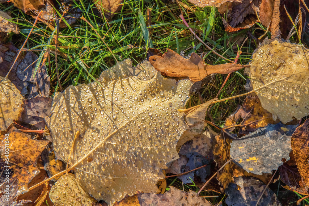 Fallen brown oak leaf on wet grass with dewdrops, daytime, nobody Fallen brown oak leaf on wet grass with dewdrops, daytime, nobody