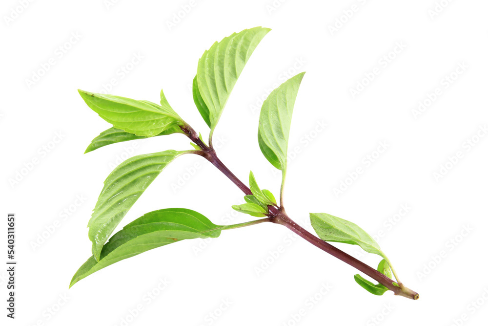 Obraz premium Basil leaf isolated on white blackground.