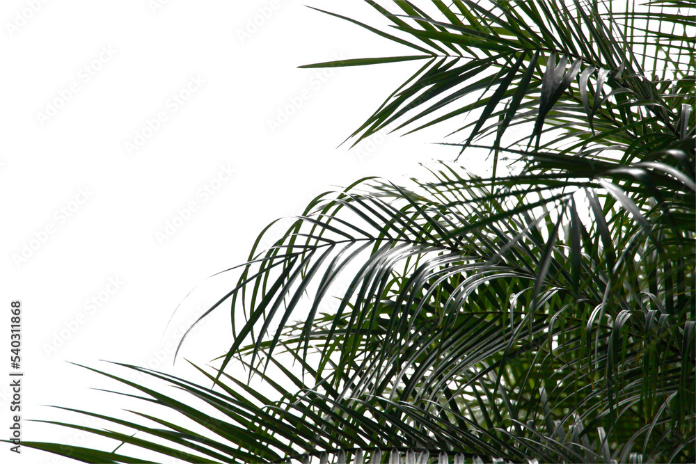 Fototapeta premium Plam tree or coconut isolated on white background.