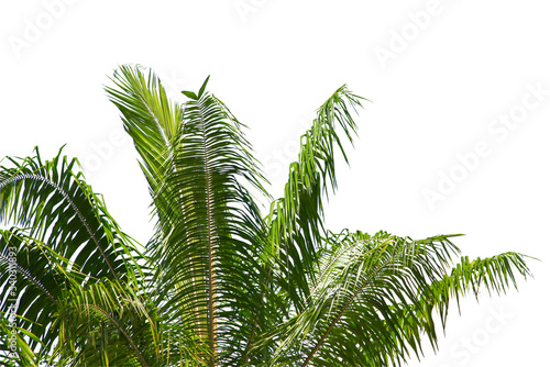 Plam tree or coconut isolated on white background.