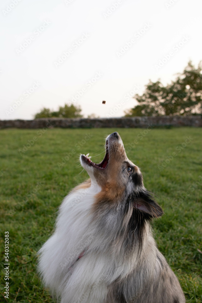 Fototapeta premium Happy sheltie sheepdog 
