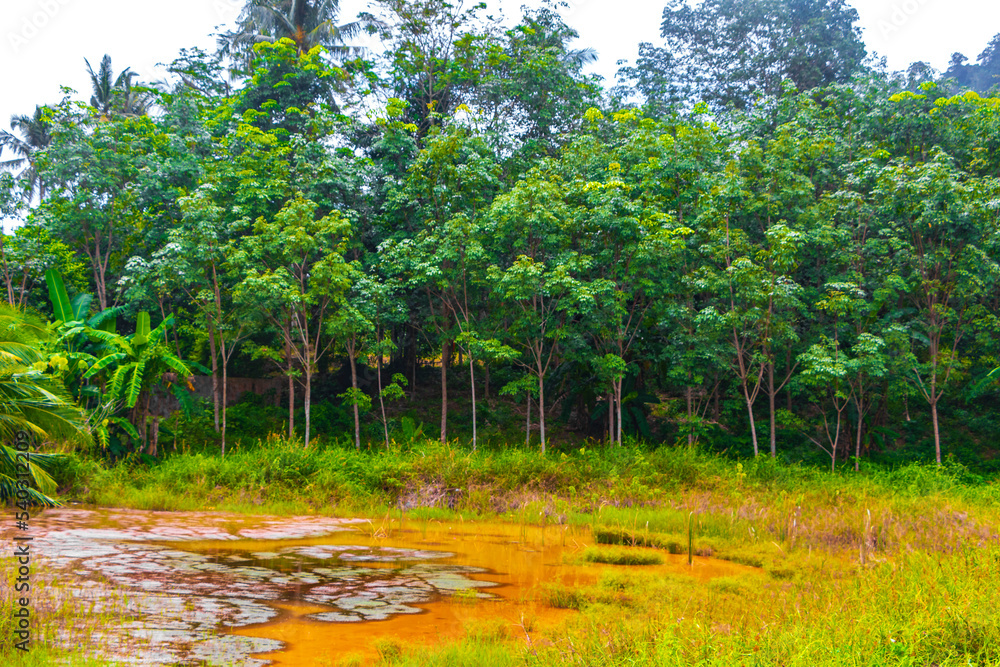 Fototapeta premium Beautiful natural landscape and tropical forest Phuket island Thailand.