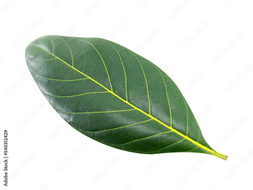 green fresh leaves isolated on white background. green fresh leaves isolated on white background.