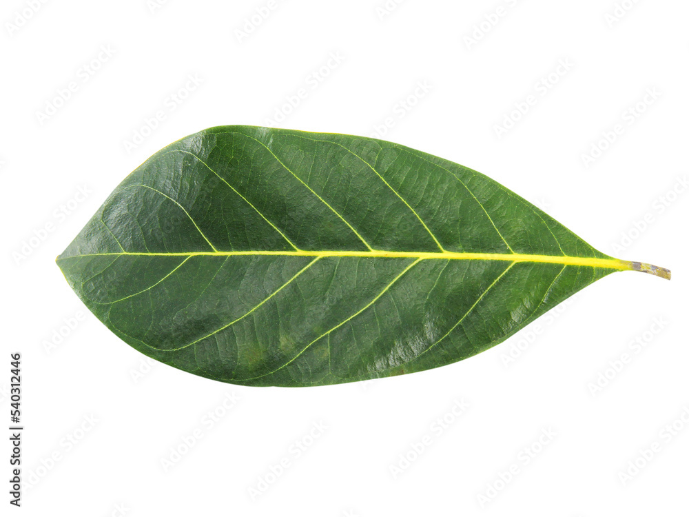 green fresh leaves isolated on white background. green fresh leaves isolated on white background.