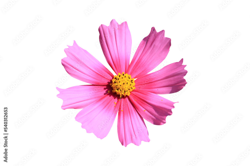 bright pink cosmos flowers isolated on white background.