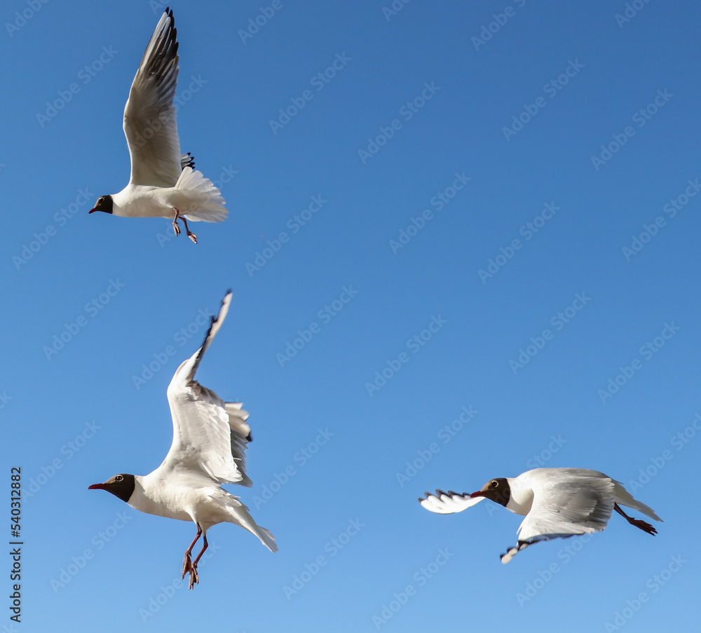 Obraz premium A flock of seagulls in flight against a sky.