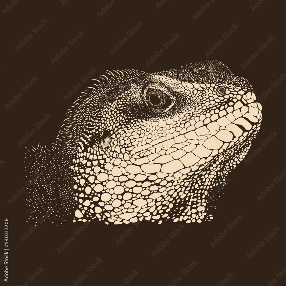 Iguana sketch illustration drawing vector animal