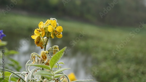 Beautiful yellow flowers of Senna hirsuta also known as Woolly or Hairy senna along with green leaves background. photo