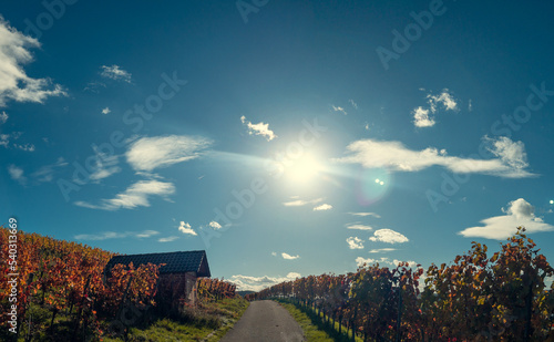 Weinberge im Oktober bei Hohenbeilstein, Beilstein, Langhans - schöner Himmel, Herbstgefühle, Weinreben  photo