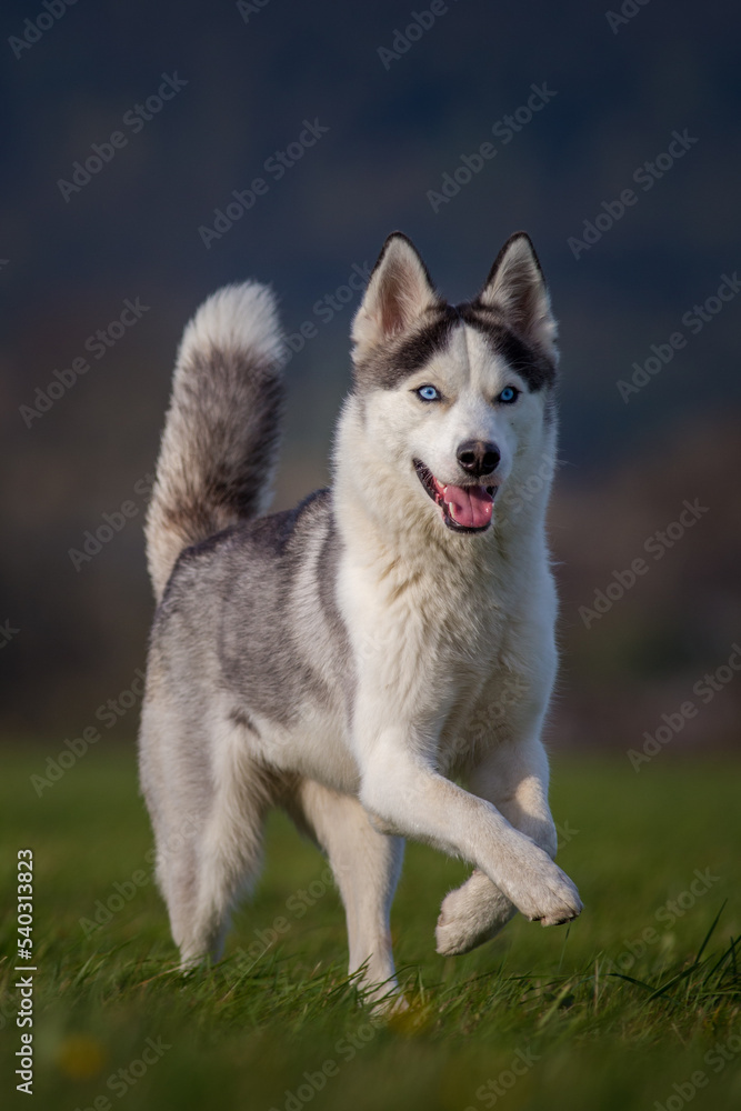 siberian husky running on the meadow