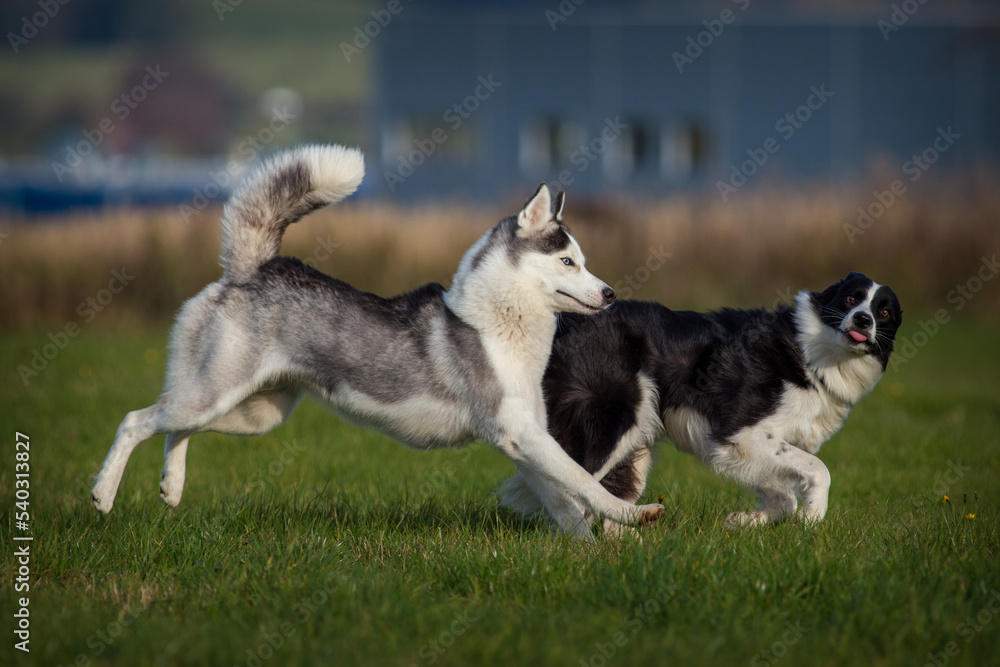 two dogs in the meadow are chasing each other