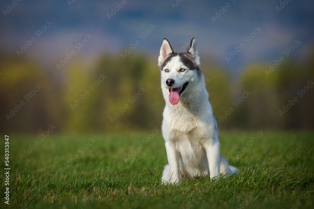 siberian husky on the meadow siberian husky on the meadow