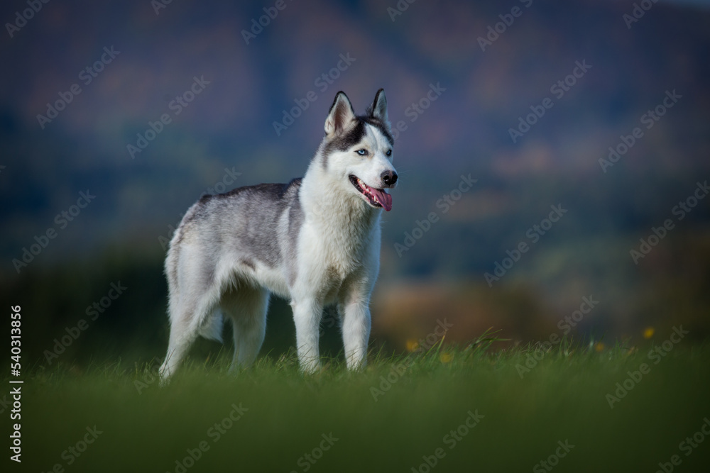 siberian husky on the meadow