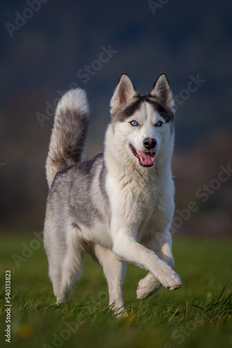 siberian husky running on the meadow