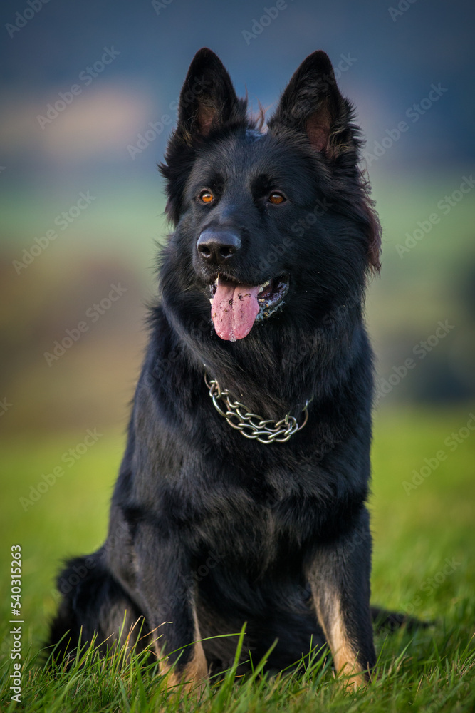 black shepherd portrait on the meadow black shepherd portrait on the meadow