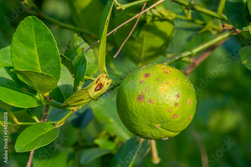 Rust on lime fruit, Citrus canker ,Citrus disease caused by the bacterium Xanthomonas citri subsp photo