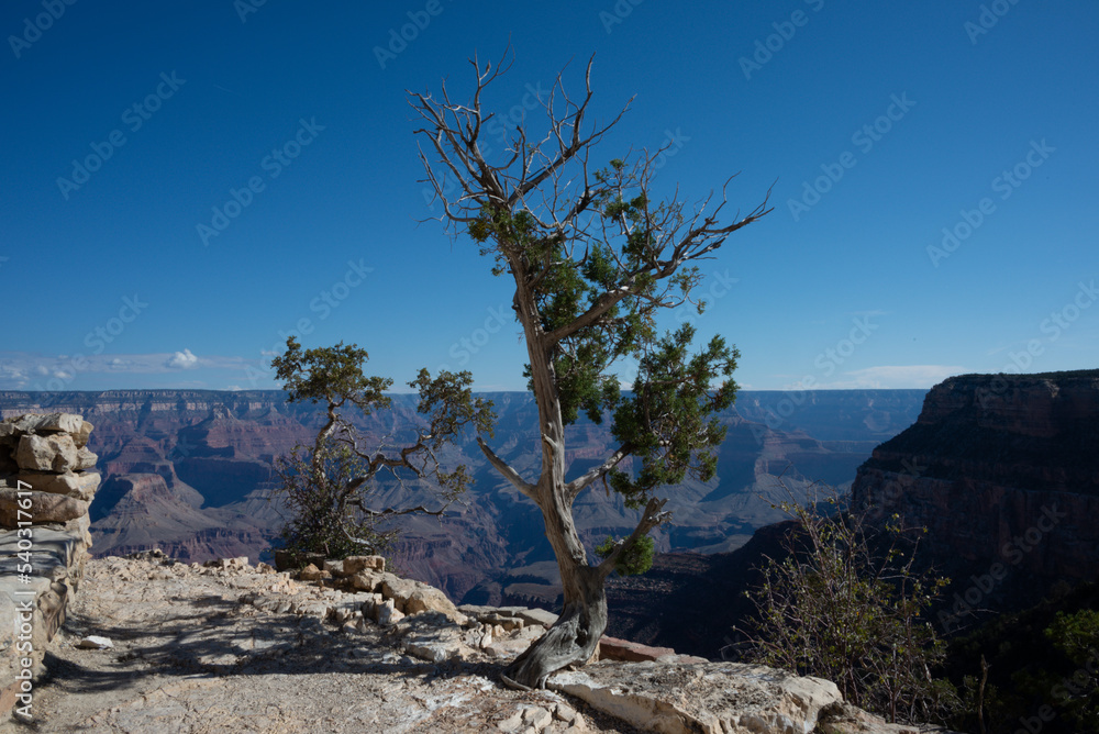 Trees on the Rim