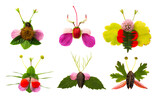 insect from leaves and flowers-  activity for kids, collage - set -collection