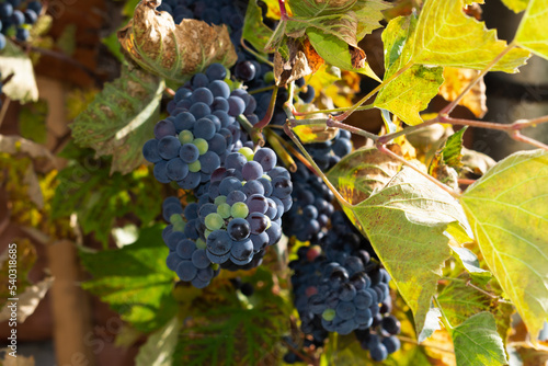 Close-up of bunches of unripe red wine grapes on vine, selective focus. Grape vineyard.