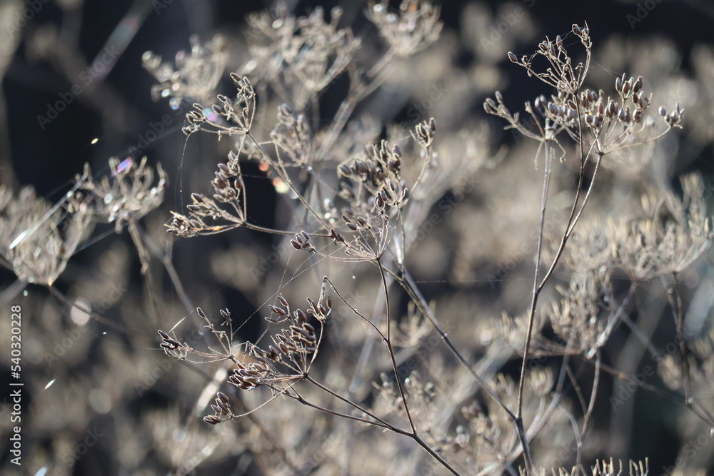 Fototapeta premium Chervil in late Autumn
