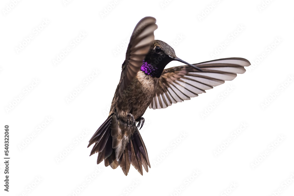 Obraz premium Black-chinned Hummingbird (Archilochus alexandri) Photo, Showing His Colors, in Flight on a Transparent Background
