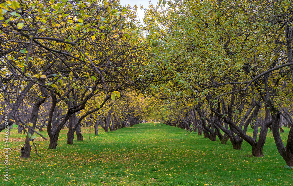 Naklejka premium Apple trees with yellow leaves in an autumn orchard.