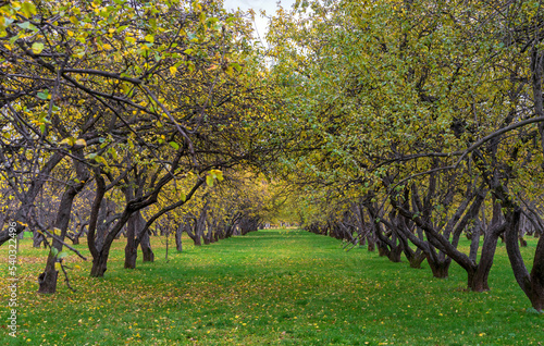 Apple trees with yellow leaves in an autumn orchard.