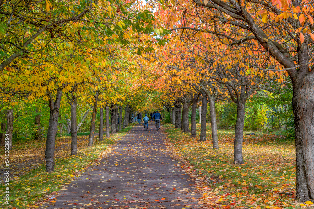 Naklejka premium Radfahrer Kirschenallee Herbst