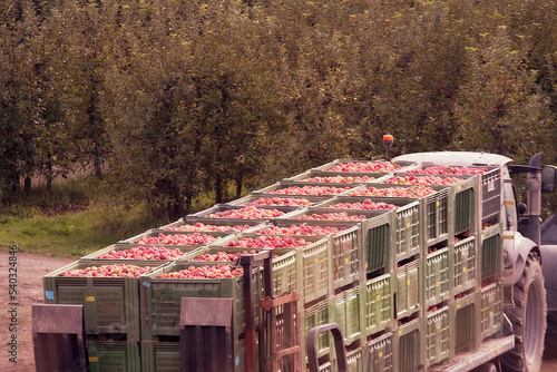 Autumn harvest of apples