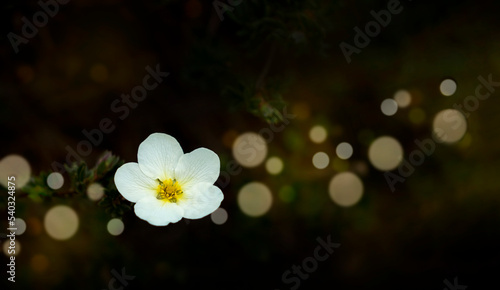 White flower on the tree branch with bokeh and blurred dark deep green background 