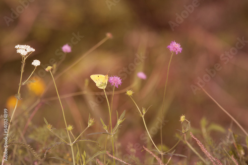 Autumn flowers and butterflies