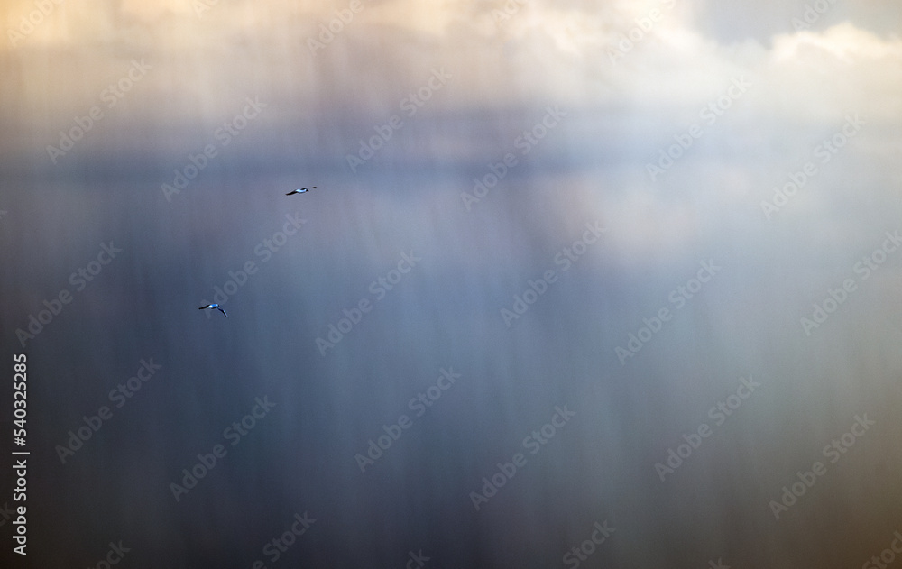 Fototapeta premium Ptaki W Deszczu