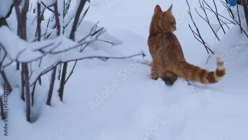 Red cat snow. A young striped ginger kitten walks in the snow for the first time. Surprised brown eyes, frightened look. The cat looks around and carefully walks through the snowdrifts. Winter concept
